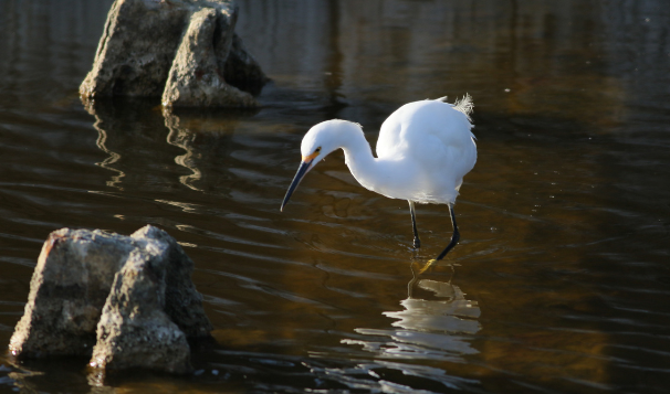 Crane, lagoons